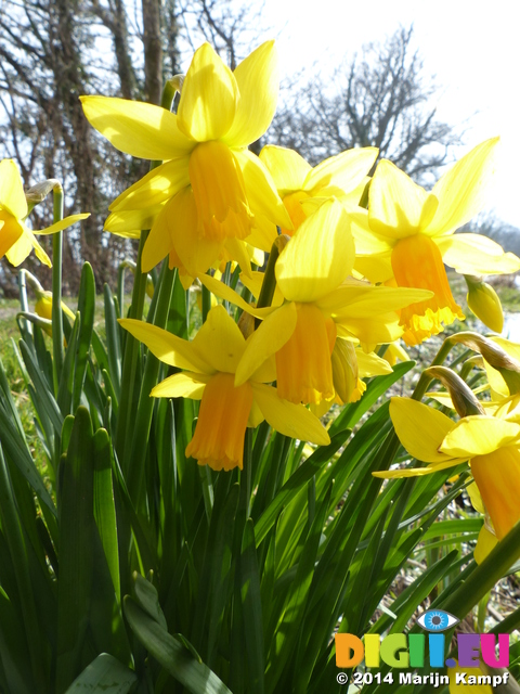 FZ003609 Daffodils by side of canal